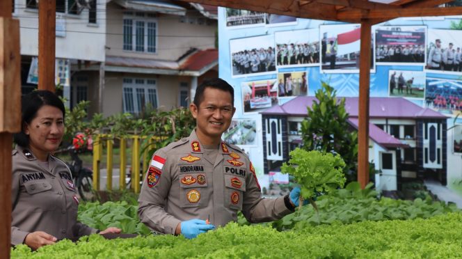 
					Kapolres Kapuas Hulu Panen Sayuran Hortikultura di Perkarangan Bergizi