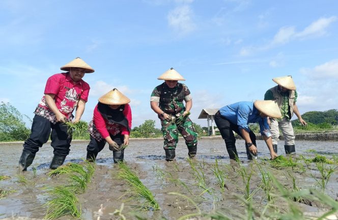 
					Ka Bulog, Kepala Dinas Ketahanan Pangan, Dandim 0808 Beserta Forkopimcam Kepanjen Kidul dan Kelompok Tani Ngadirejo Tanam Padi Bersama di Kota Blitar