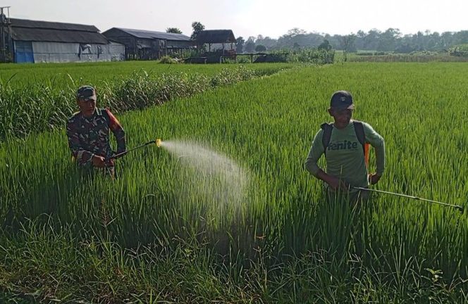 
					Cegah Serangan Hama Padi, Babinsa Satrean Dampingi Petani Penyemprotan Hama