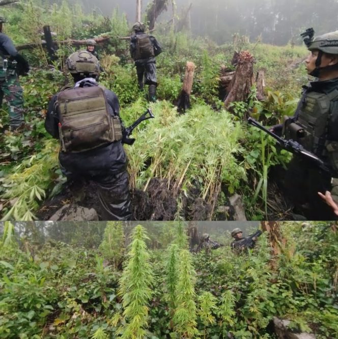 
					TNI Berhasil Temukan Dan Bongkar Lahan Ganja di Pedalaman Papua