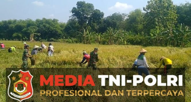 
 Babinsa Berbagi Rasa, Bantu Panen Padi Kelompok Tani Mukti