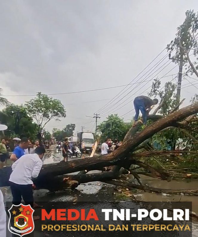 
					Pohon Tumbang Timpa Pengendara di Gadingrejo Pringsewu, Lalu Lintas Sempat Lumpuh