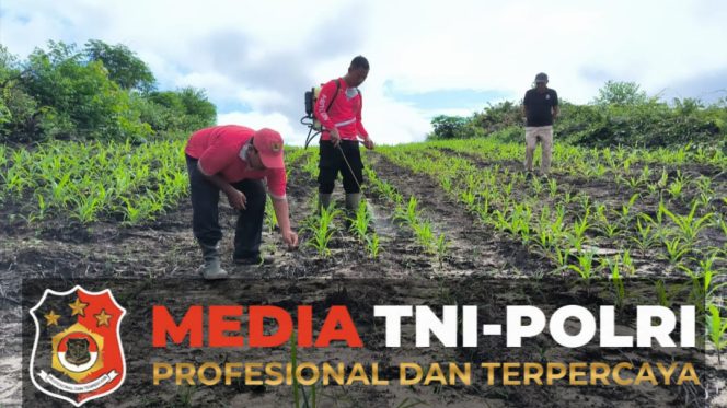 
 Polsek Ngabang Lakukan Penyemprotan Hama di Kebun Jagung Presisi Polres Landak Rajawali Untuk Tumbuh Kembang Tanaman