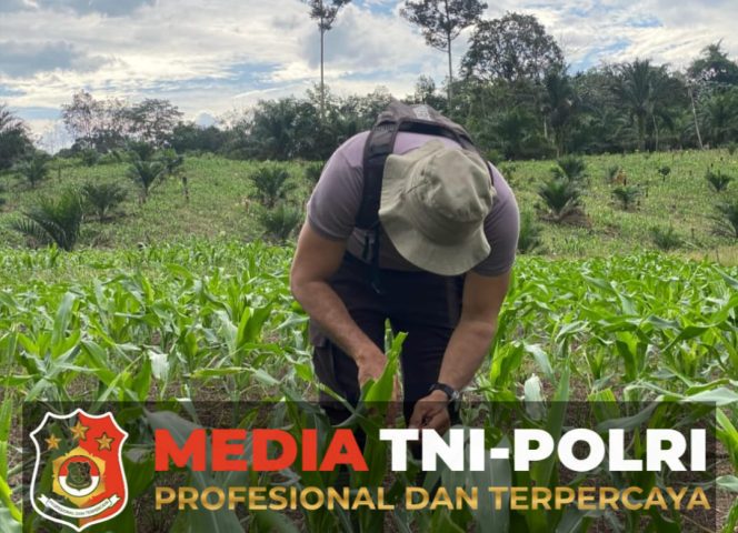 
					Kapolsek Cek Perkembangan Tanaman Jagung di Lahan Demplot Polsek Meranti Dalam Rangka Mendukung Swasembada Pangan Tahun 2025