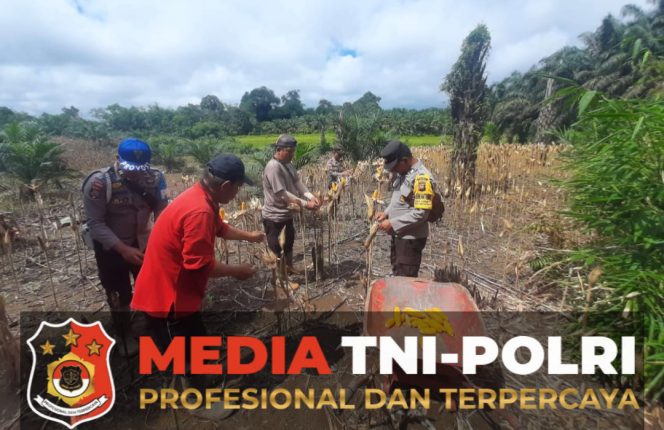 
 Panen Jagung di Kecamatan Bonti Bukti Nyata Komitmen Mendukung Ketahanan Pangan Nasional