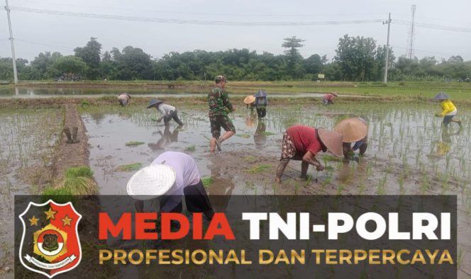 
					Babinsa Jatitengah Dampingi Petani Tanam Padi Inpari 32, Dukung Ketahanan Pangan Nasional