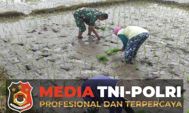 
					Babinsa Tawangsari Dampingi Petani Tanam Padi Musim Kedua, Dorong Optimalisasi Lahan dan Ketersediaan Air