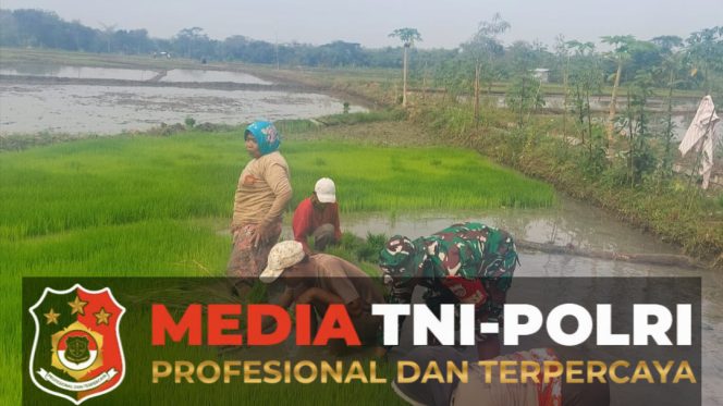 
					Babinsa Simo Bantu Petani Percepat Masa Tanam Padi di Blagung